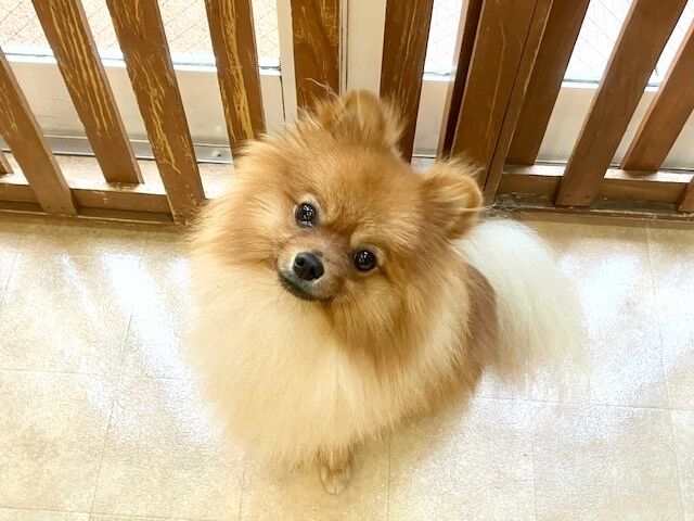 横浜市の犬のしつけ教室・出張レッスン・無駄吠えの矯正レッスンを行うドッグスクールヴィッセ～新入生紹介～