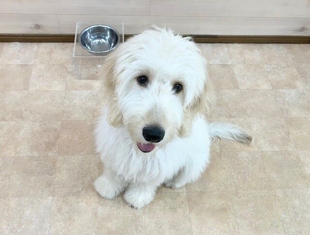 横浜市の犬のしつけ教室・出張レッスン・無駄吠えの矯正レッスンを行うドッグスクールヴィッセ～新入生紹介～