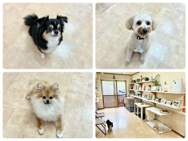 横浜市の犬のしつけ教室・出張レッスン・無駄吠えの矯正レッスンを行うドッグスクールヴィッセ～今日のわん子達～