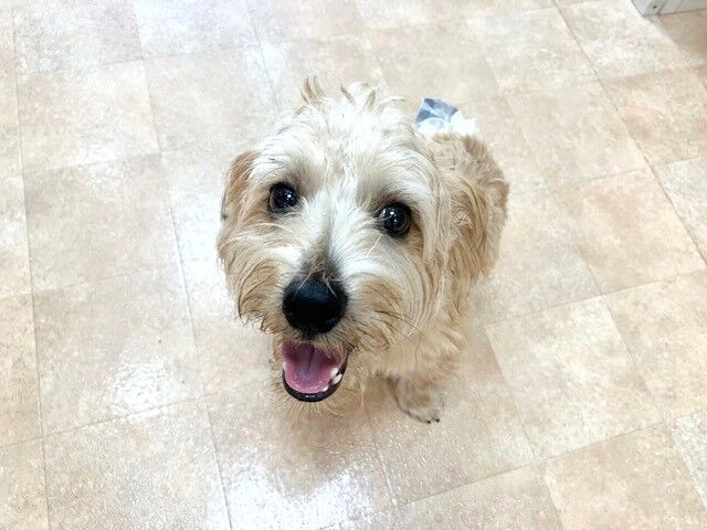横浜市の犬のしつけ教室・出張レッスン・無駄吠えの矯正レッスンを行うドッグスクールヴィッセ～新入生紹介～
