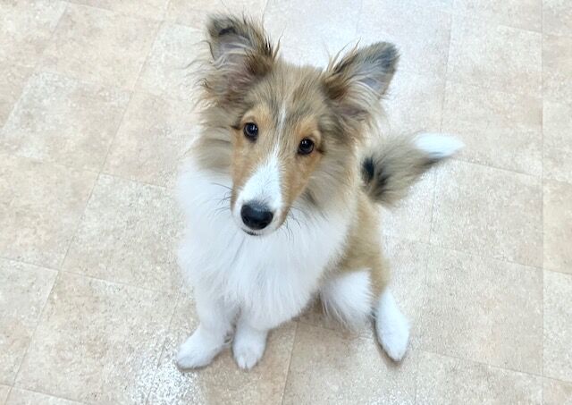 横浜市の犬のしつけ教室・出張レッスン・無駄吠えの矯正レッスンを行うドッグスクールヴィッセ～新入生紹介～