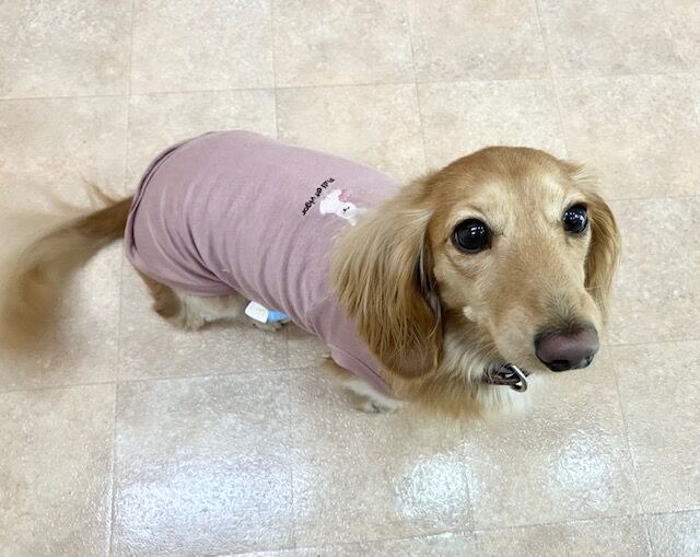 横浜市の犬のしつけ教室・出張レッスン・無駄吠えの矯正レッスンを行うドッグスクールヴィッセ～新入生紹介～