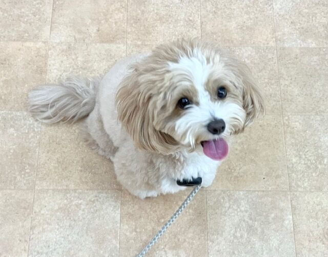 横浜市の犬のしつけ教室・出張レッスン・無駄吠えの矯正レッスンを行うドッグスクールヴィッセ～新入生紹介～