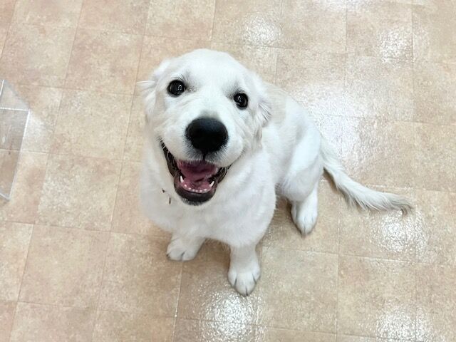 横浜市の犬のしつけ教室・出張レッスン・無駄吠えの矯正レッスンを行うドッグスクールヴィッセ～新入生紹介～