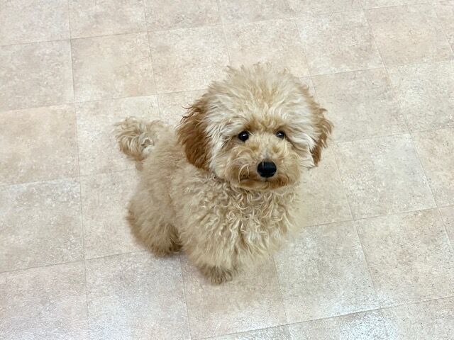 横浜市の犬のしつけ教室・出張レッスン・無駄吠えの矯正レッスンを行うドッグスクールヴィッセ～新入生紹介～