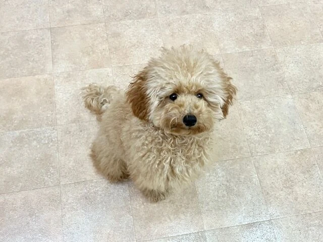 横浜市の犬のしつけ教室・出張レッスン・無駄吠えの矯正レッスンを行うドッグスクールヴィッセ～新入生紹介～