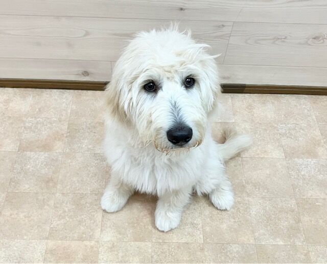横浜市の犬のしつけ教室・出張レッスン・無駄吠えの矯正レッスンを行うドッグスクールヴィッセ～新入生紹介～