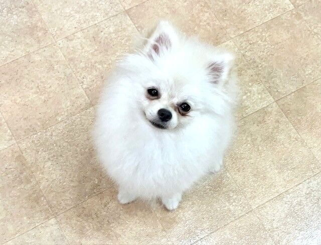 横浜市の犬のしつけ教室・出張レッスン・無駄吠えの矯正レッスンを行うドッグスクールヴィッセ～新入生紹介～