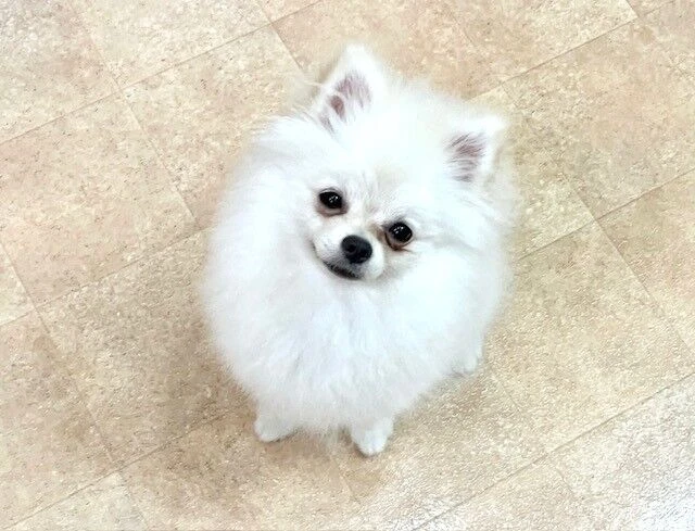 横浜市の犬のしつけ教室・出張レッスン・無駄吠えの矯正レッスンを行うドッグスクールヴィッセ～新入生紹介～
