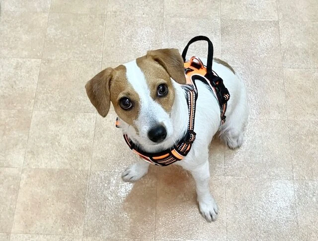 横浜市の犬のしつけ教室・出張レッスン・無駄吠えの矯正レッスンを行うドッグスクールヴィッセ～新入生紹介～