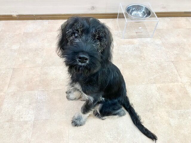 横浜市の犬のしつけ教室・出張レッスン・無駄吠えの矯正レッスンを行うドッグスクールヴィッセ～新入生紹介～