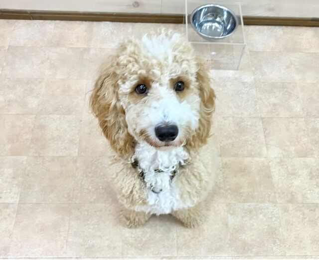 横浜市の犬のしつけ教室・出張レッスン・無駄吠えの矯正レッスンを行うドッグスクールヴィッセ～新入生紹介～
