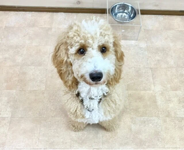 横浜市の犬のしつけ教室・出張レッスン・無駄吠えの矯正レッスンを行うドッグスクールヴィッセ～新入生紹介～