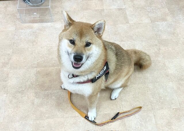 横浜市の犬のしつけ教室・出張レッスン・無駄吠えの矯正レッスンを行うドッグスクールヴィッセ～新入生紹介～