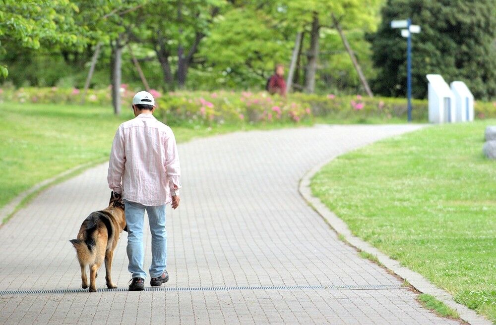 家庭犬は散歩が仕事～問題行動が起きる要因～