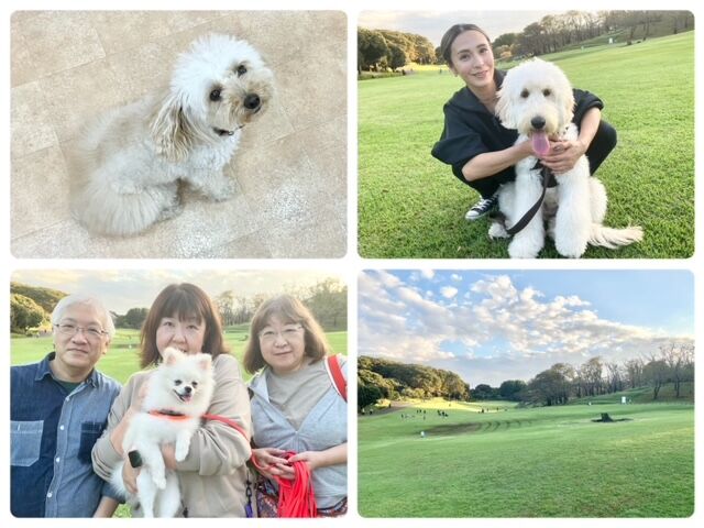 横浜市の犬のしつけ教室・出張レッスン・無駄吠えの矯正レッスンを行うドッグスクールヴィッセ～今日のわん子達～