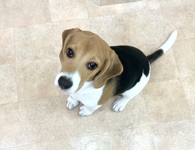 横浜市の犬のしつけ教室・出張レッスン・無駄吠えの矯正レッスンを行うドッグスクールヴィッセ～新入生紹介～