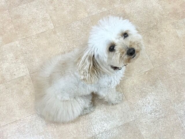 横浜市の犬のしつけ教室・出張レッスン・無駄吠えの矯正レッスンを行うドッグスクールヴィッセ～新入生紹介～