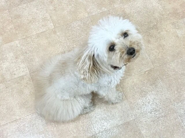 横浜市の犬のしつけ教室・出張レッスン・無駄吠えの矯正レッスンを行うドッグスクールヴィッセ～新入生紹介～