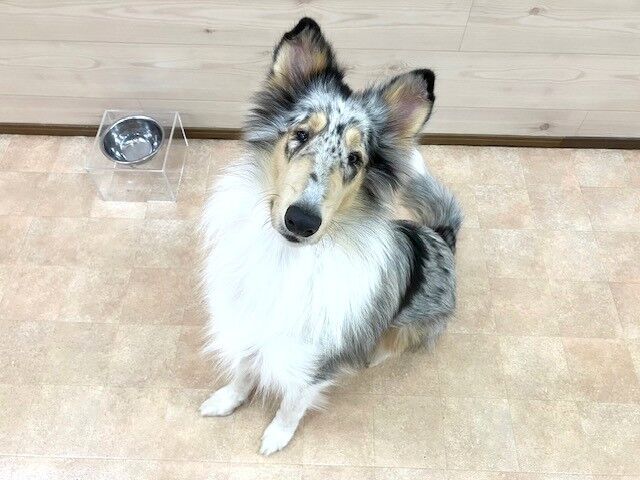 横浜市の犬のしつけ教室・出張レッスン・無駄吠えの矯正レッスンを行うドッグスクールヴィッセ～新入生紹介～