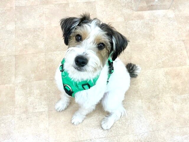 横浜市の犬のしつけ教室・出張レッスン・無駄吠えの矯正レッスンを行うドッグスクールヴィッセ～新入生紹介～
