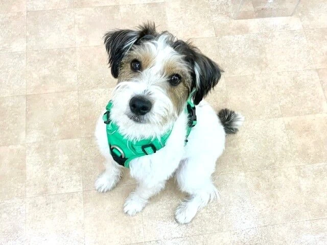 横浜市の犬のしつけ教室・出張レッスン・無駄吠えの矯正レッスンを行うドッグスクールヴィッセ～新入生紹介～