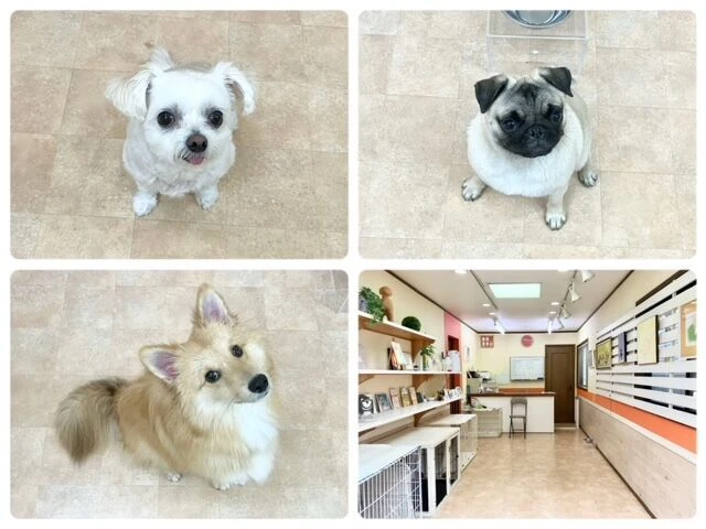 横浜市の犬のしつけ教室・出張レッスン・無駄吠えの矯正レッスンを行うドッグスクールヴィッセ～今日のわん子達～