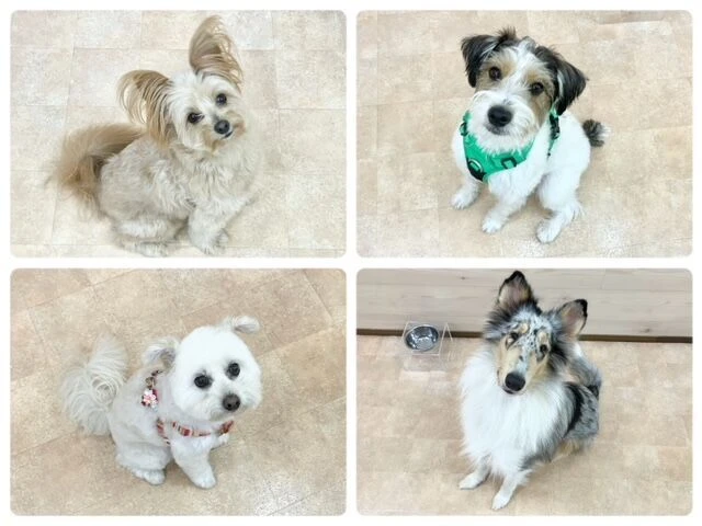 横浜市の犬のしつけ教室・出張レッスン・無駄吠えの矯正レッスンを行うドッグスクールヴィッセ～今日のわん子達～