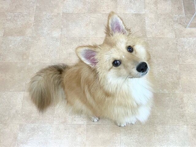 横浜市の犬のしつけ教室・出張レッスン・無駄吠えの矯正レッスンを行うドッグスクールヴィッセ～新入生紹介～