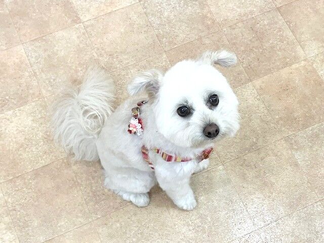 横浜市の犬のしつけ教室・出張レッスン・無駄吠えの矯正レッスンを行うドッグスクールヴィッセ～新入生紹介～