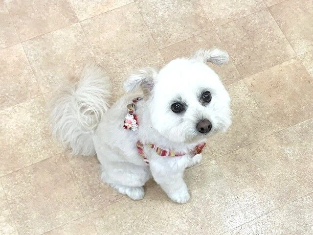 横浜市の犬のしつけ教室・出張レッスン・無駄吠えの矯正レッスンを行うドッグスクールヴィッセ～新入生紹介～