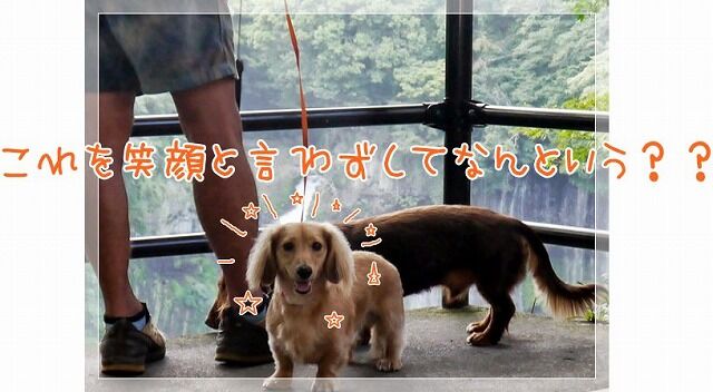 Visseを選んだ一番の理由は、H.Pに載っているワンちゃん達の笑顔でした。