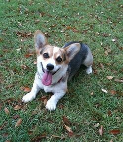 犬との生活がここまで楽しいなんて、想像すらできませんでした。
