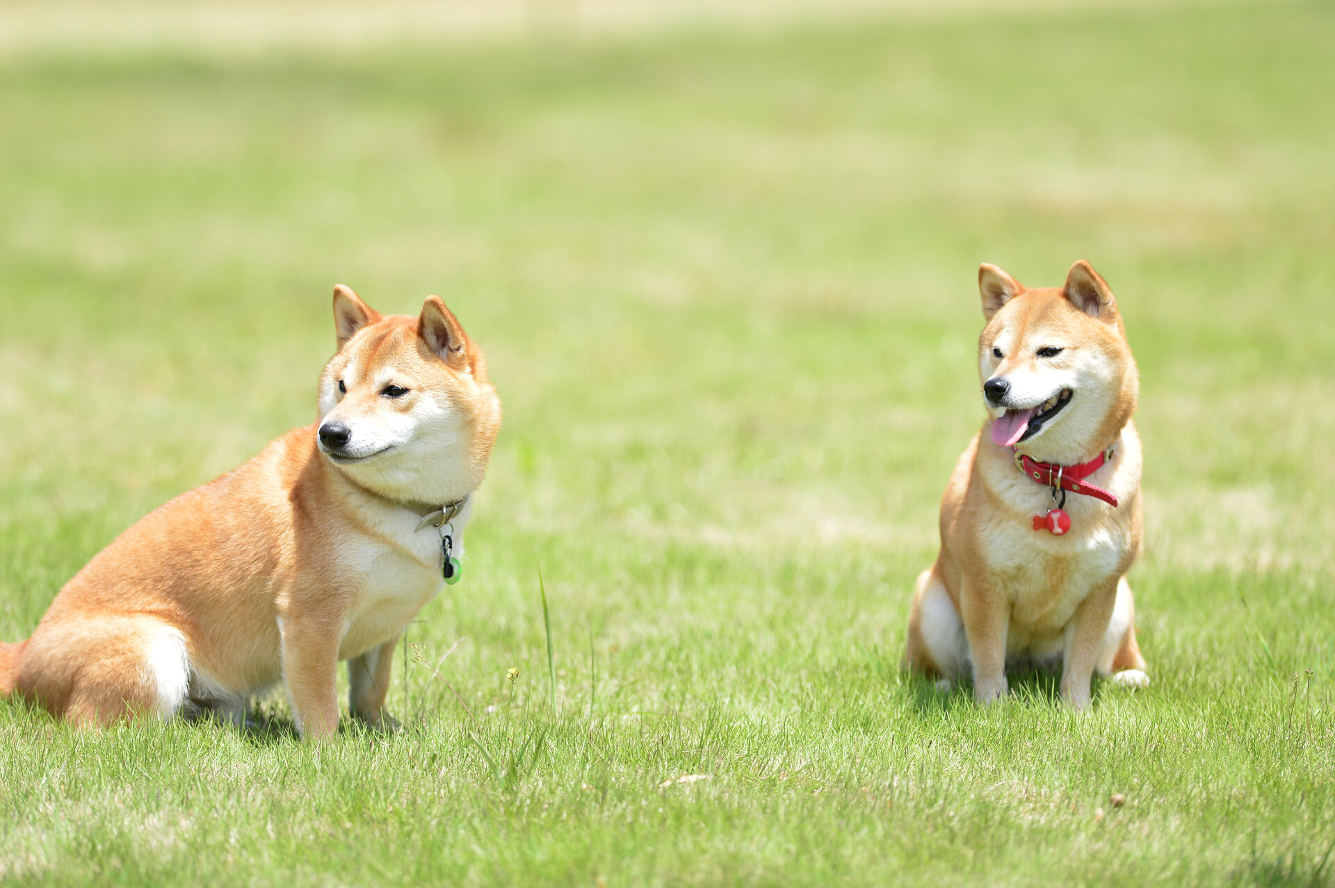 一番大切な飼い主としての意識は、格段にレベルアップしたと自負しています。