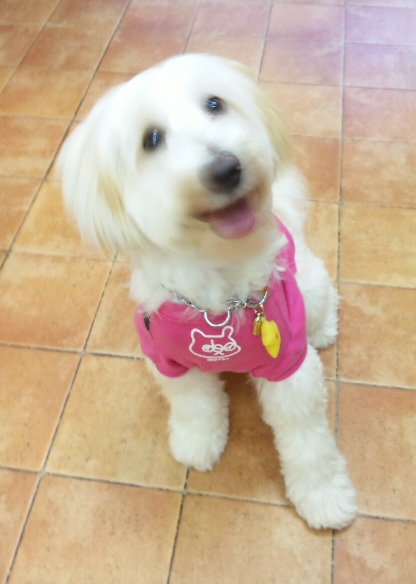 子犬のしつけレッスンお勉強中！　メアリーちゃん。チべタン・テリア　7ヶ月　横浜市
