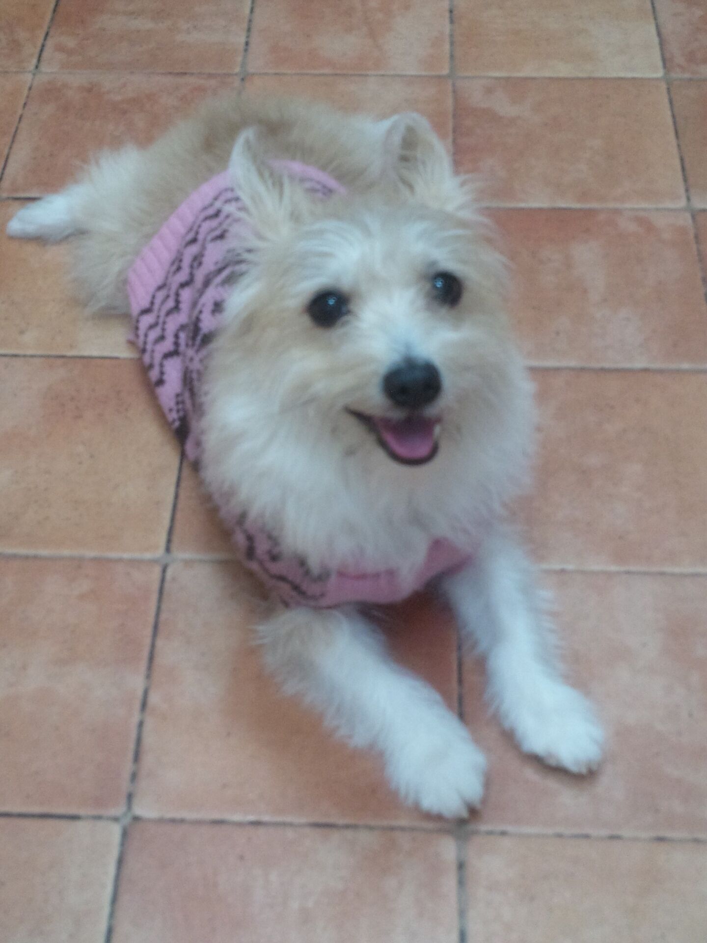 ただ今、お勉強中！　くぅちゃん。　2才　Ｍｉｘ