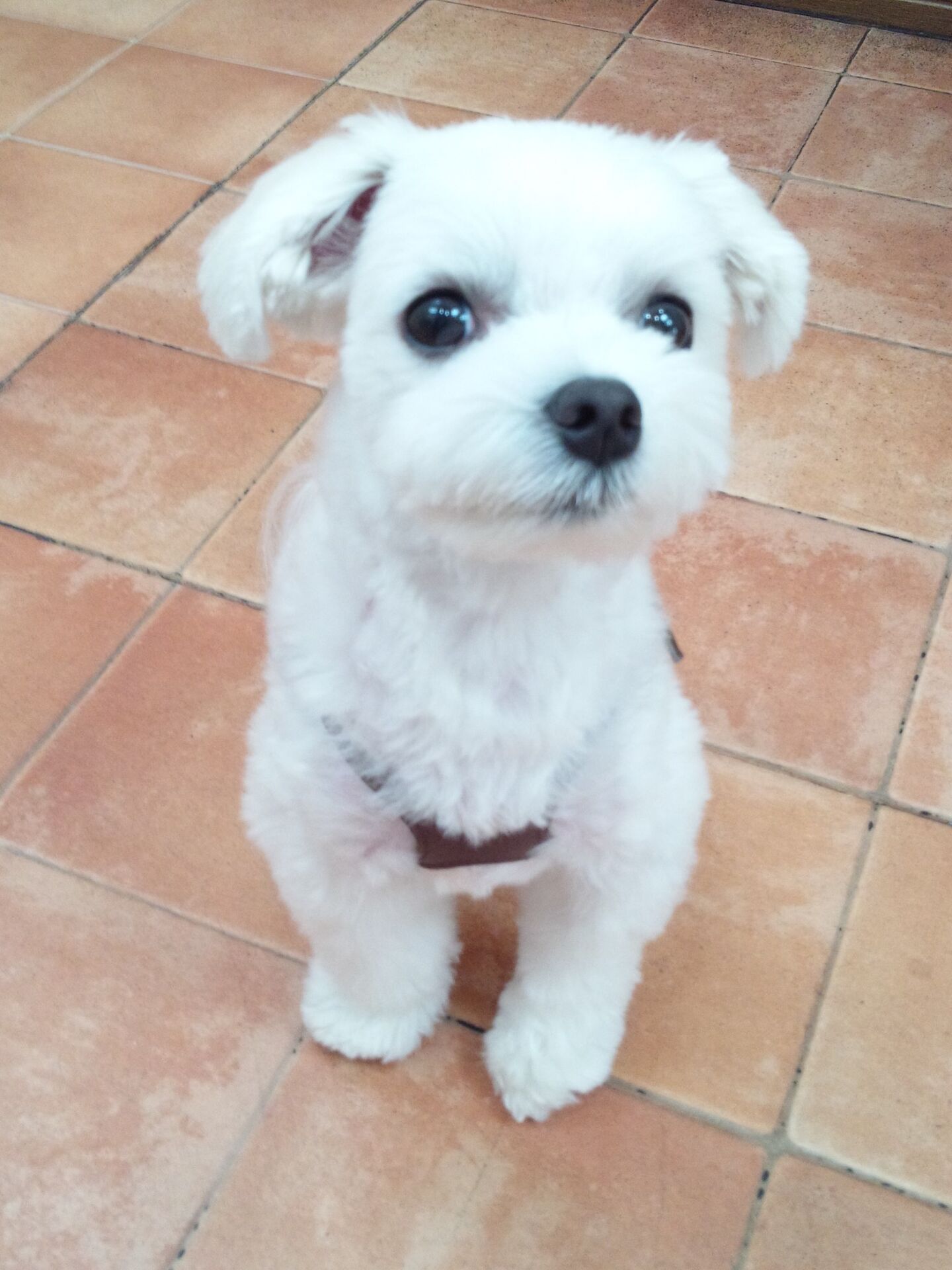横浜市の犬のしつけレッスン、 チップくん。 1才5ヶ月　マルチーズ