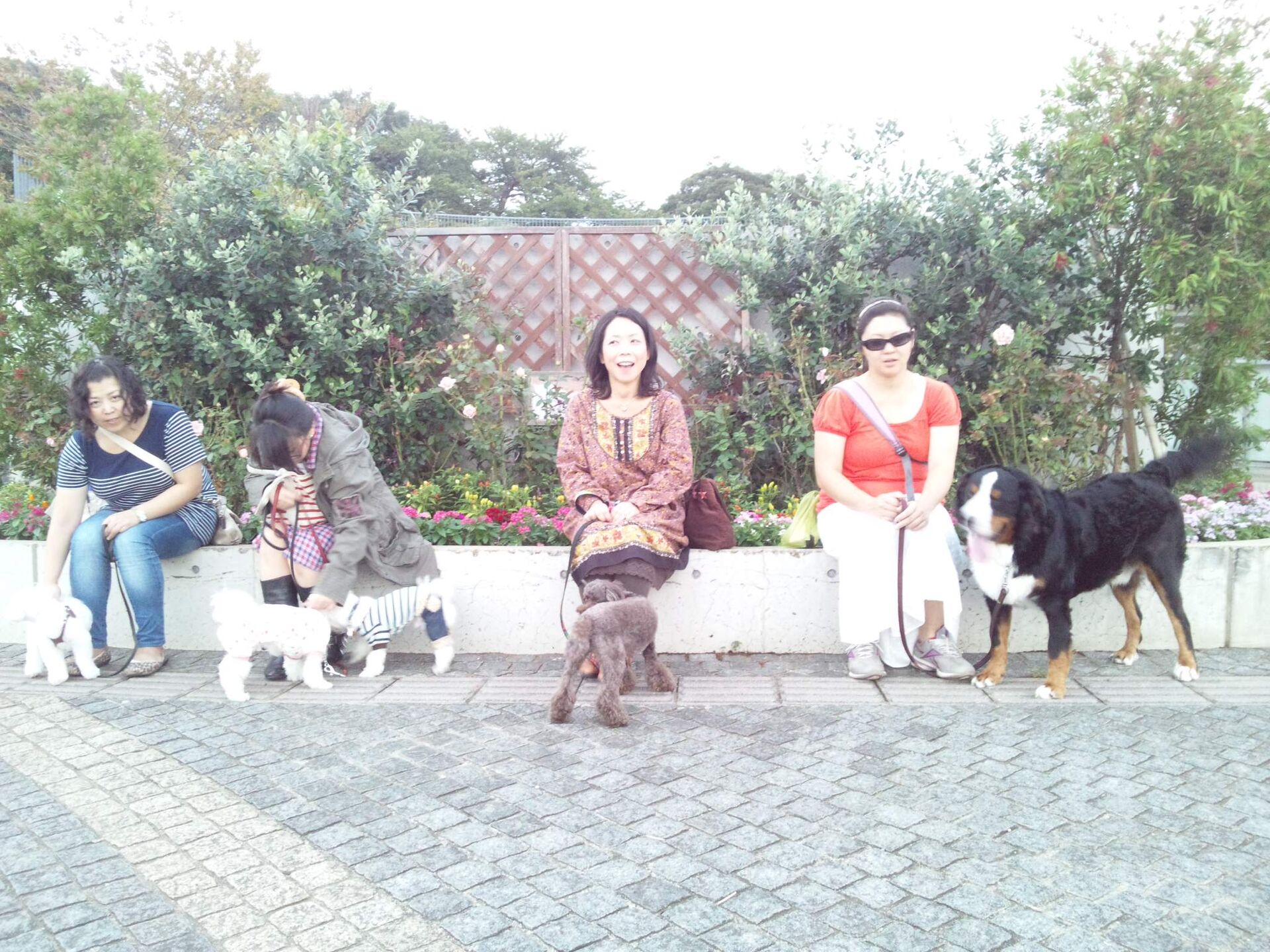 横浜市の犬のしつけレッスン、ただ今お散歩レッスン中！