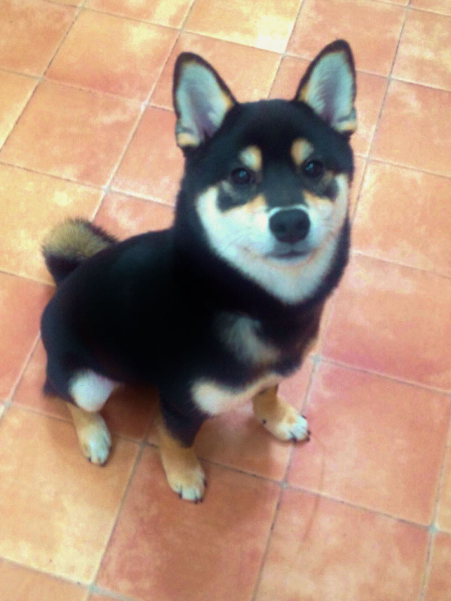 横浜市の犬のしつけレッスン、 プリンスくん。 6ヶ月　黒柴