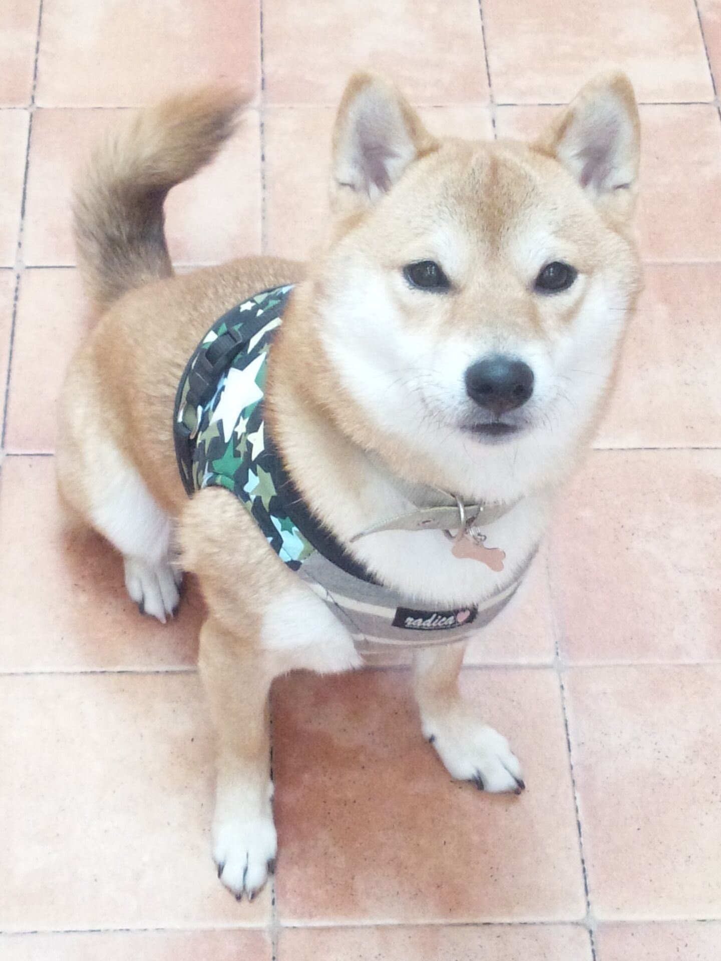 犬のしつけレッスン/ キュー太郎くん。2才 柴犬  ただ今、お勉強中！