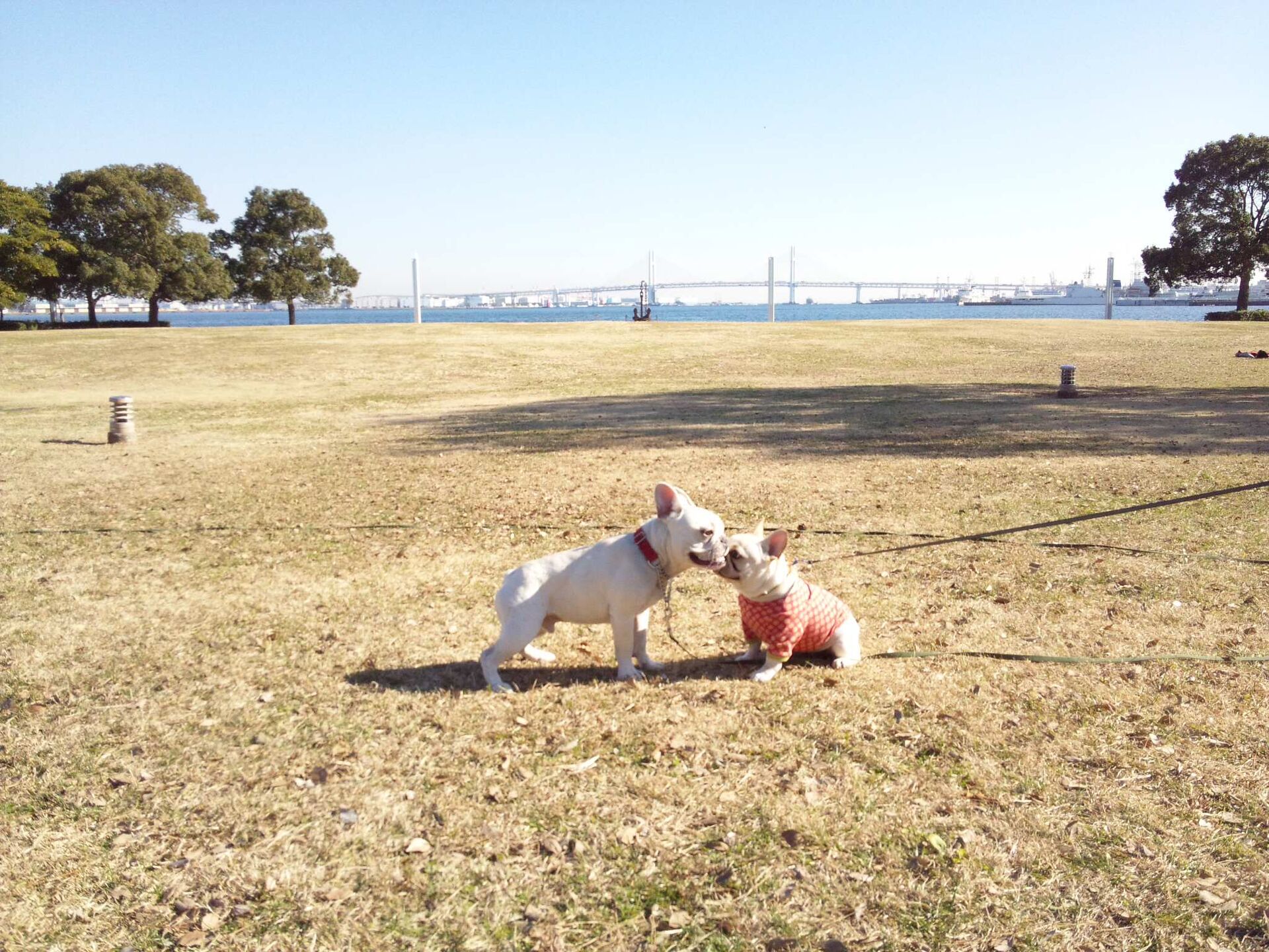 東京都 杉並区の子犬のしつけレッスン ムーニーくん 