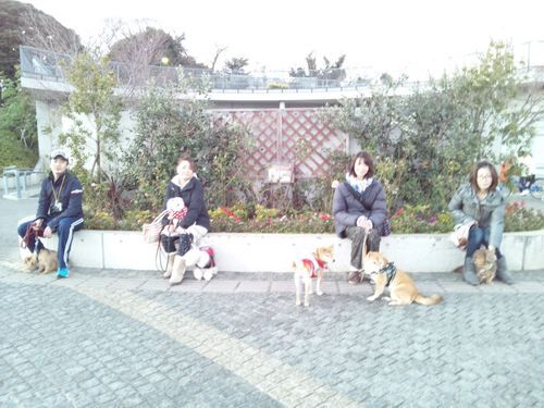 横浜市の犬のしつけレッスン/ただ今お散歩レッスン中！