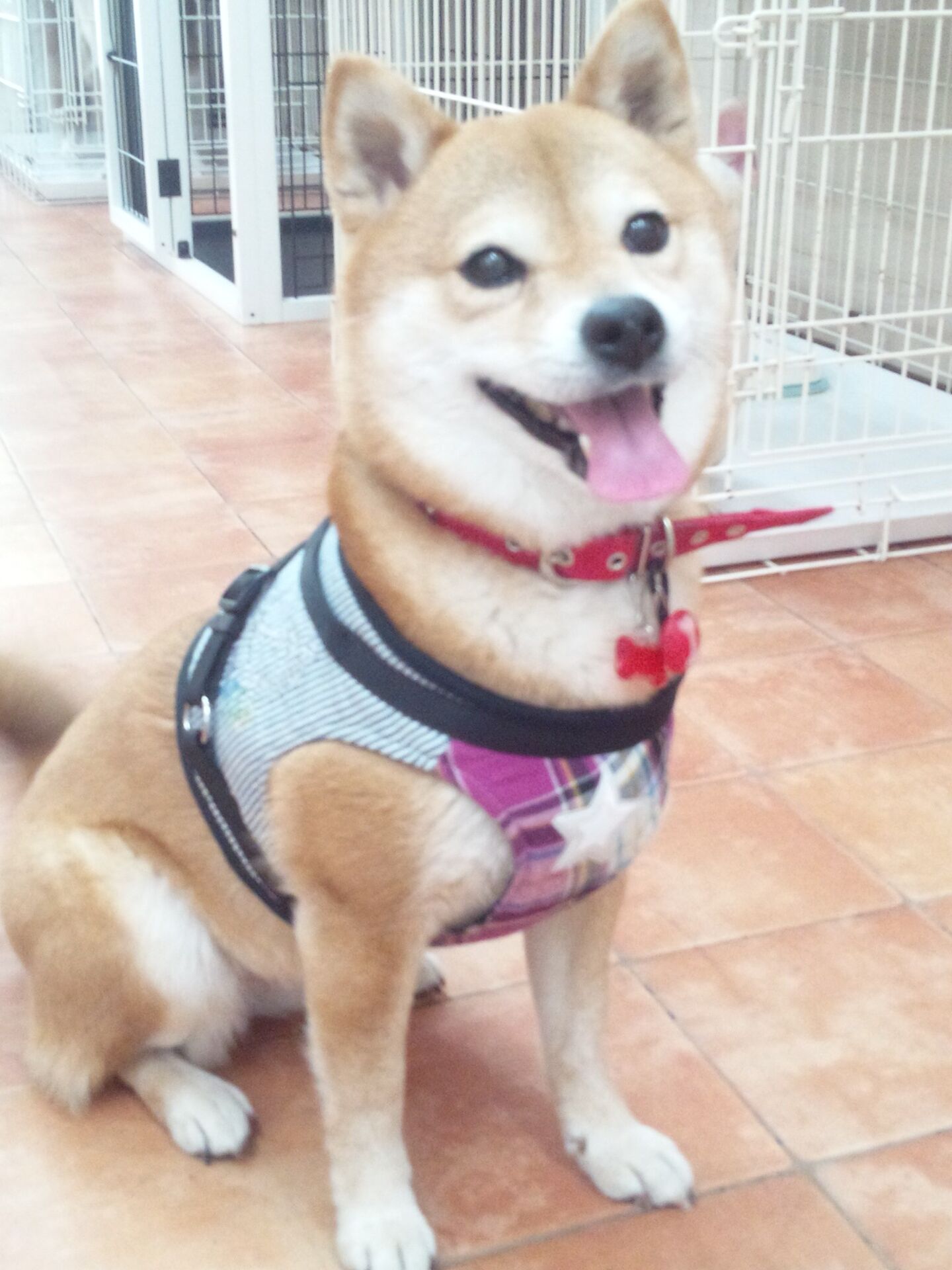横浜市の犬のしつけレッスン/西区 パコちゃん 5才 柴