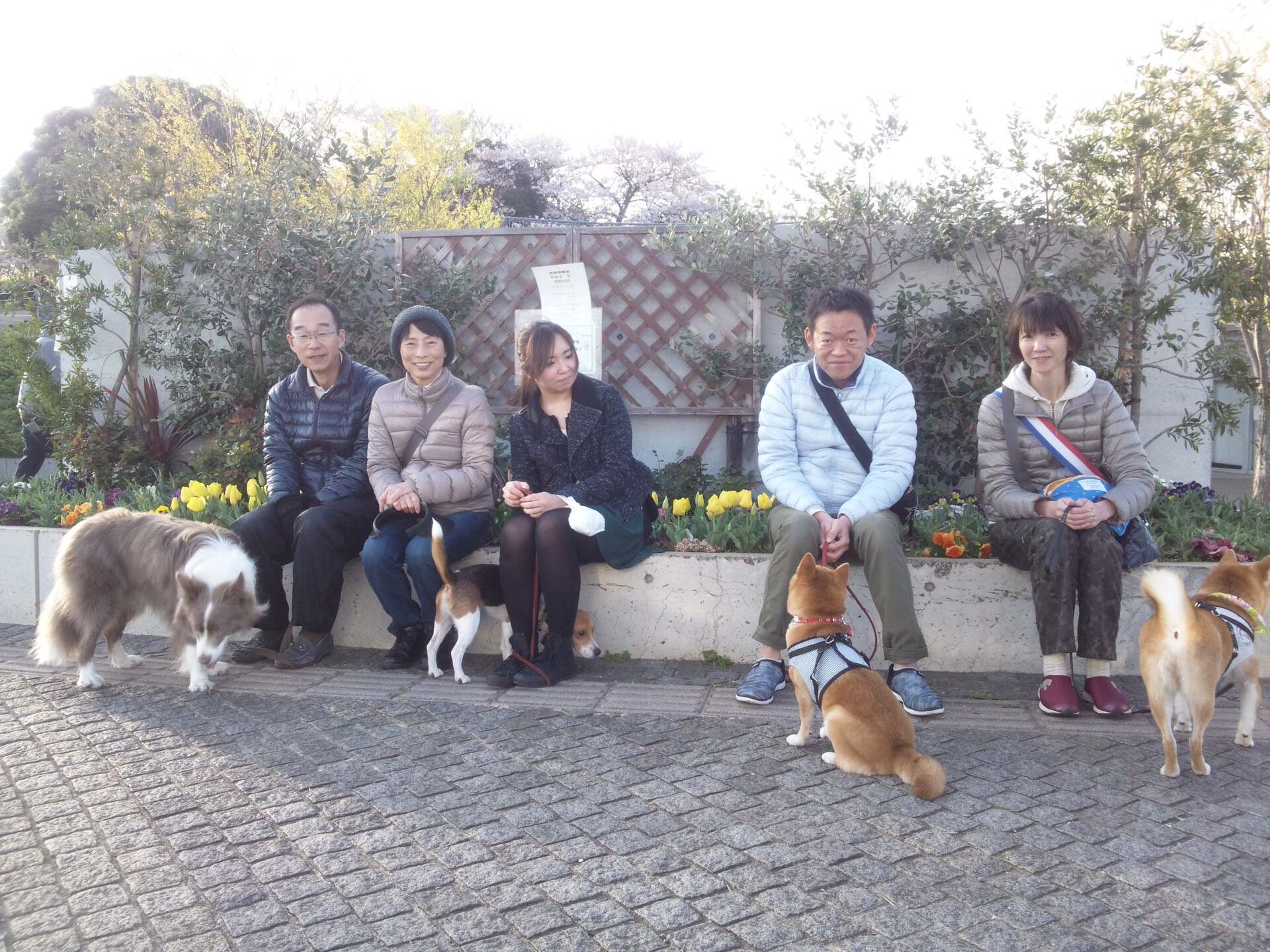 横浜市の犬のしつけレッスン/お散歩レッスン中！