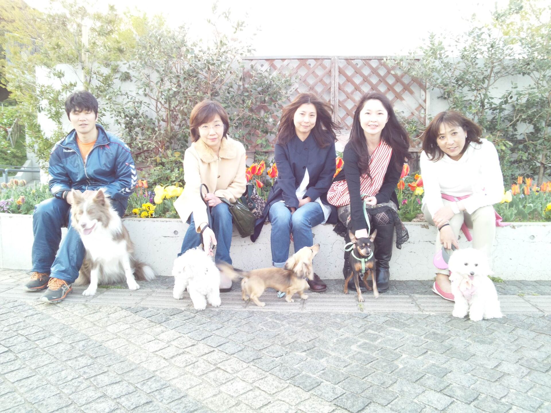 横浜市の犬のしつけレッスン/ただ今、お散歩レッスン中！