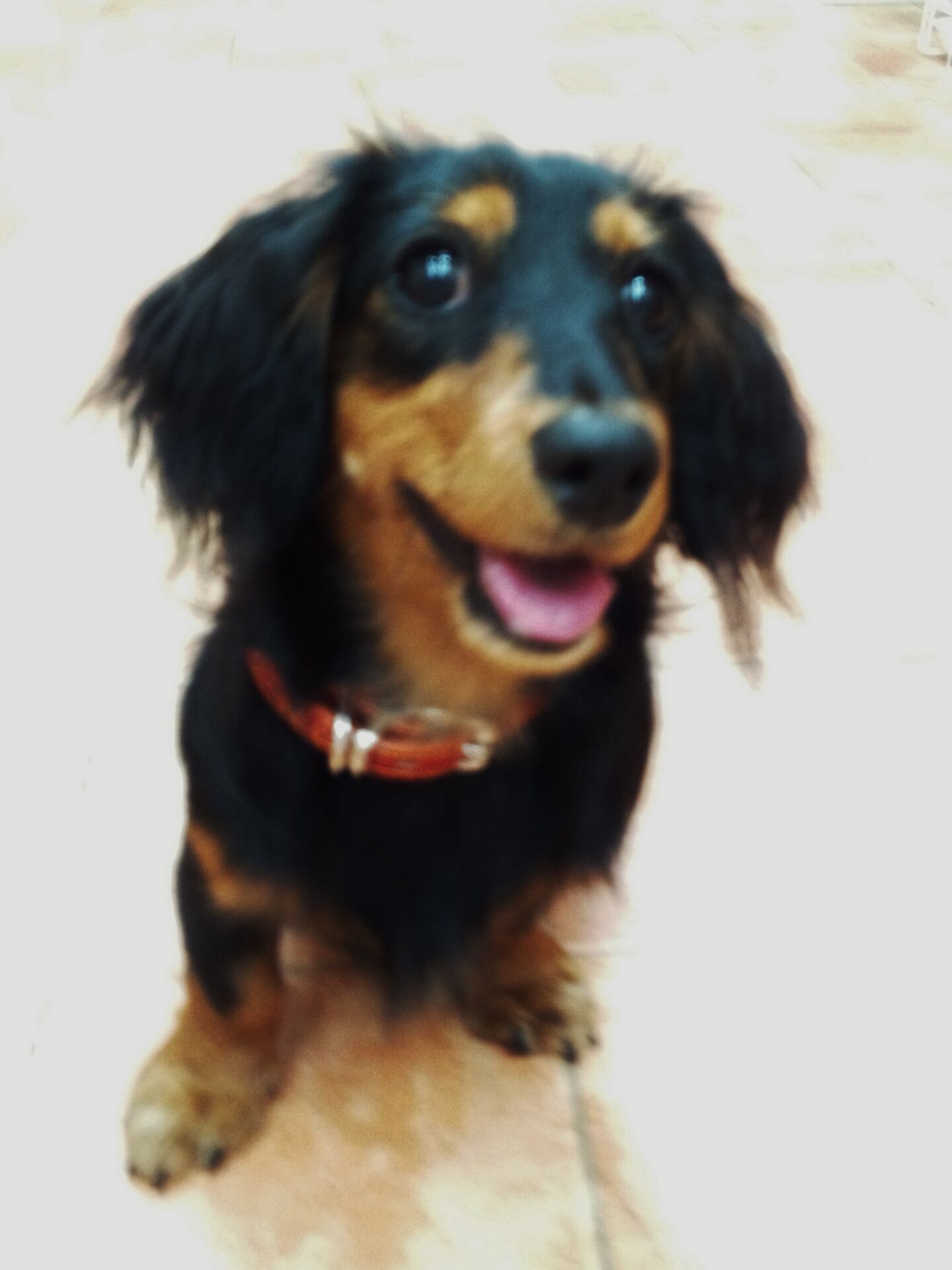 横浜市の犬のしつけレッスン/緑区 ペコちゃん 9ヶ月 M.ダックスフント