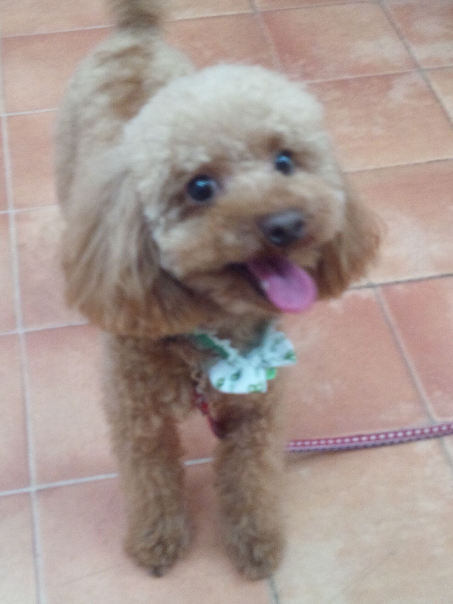 横浜市の犬のしつけレッスン/神奈川区 ショパンくん 2才 トイ・プードル