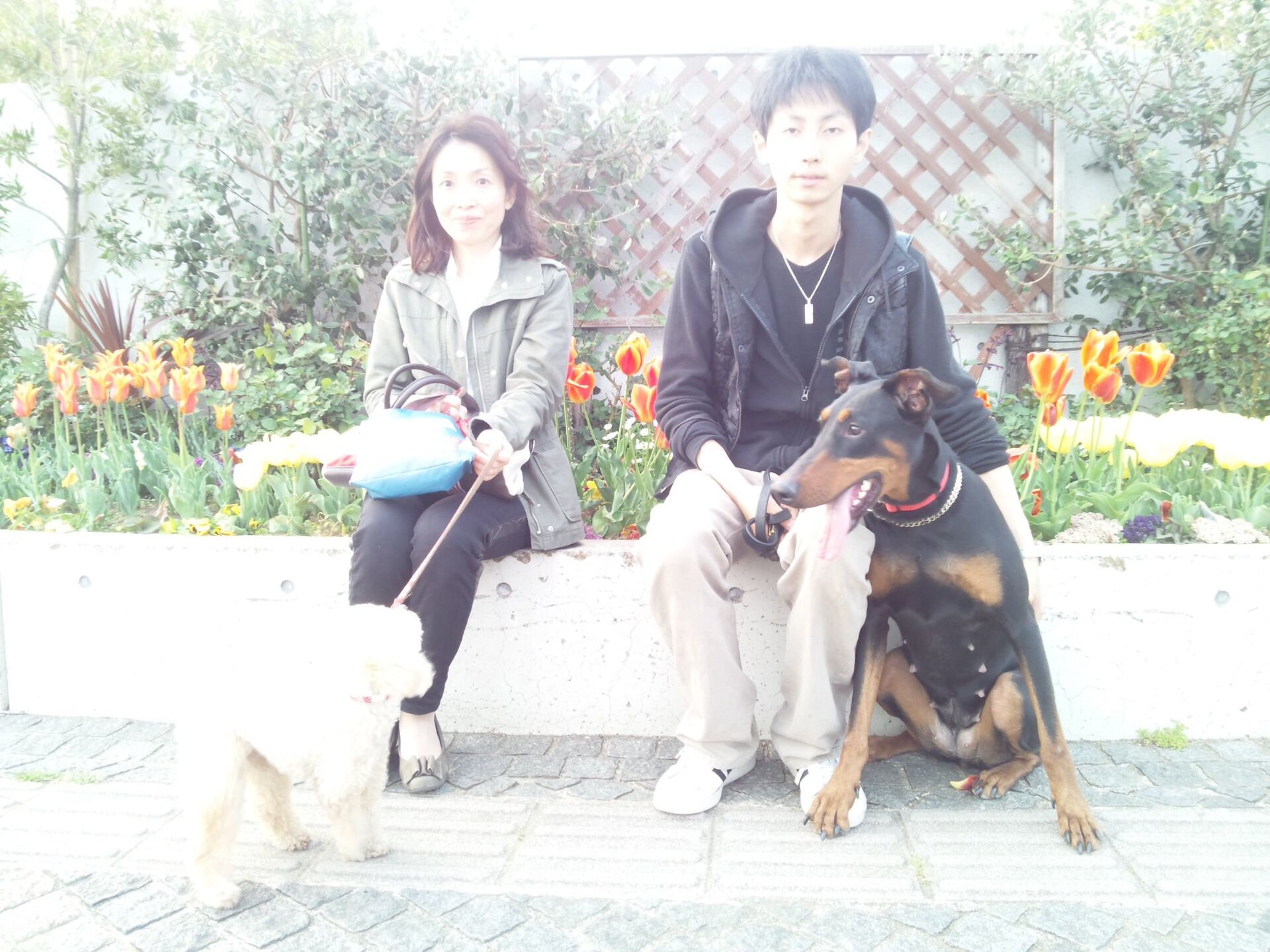 横浜市の犬のしつけレッスン/お散歩レッスン中！