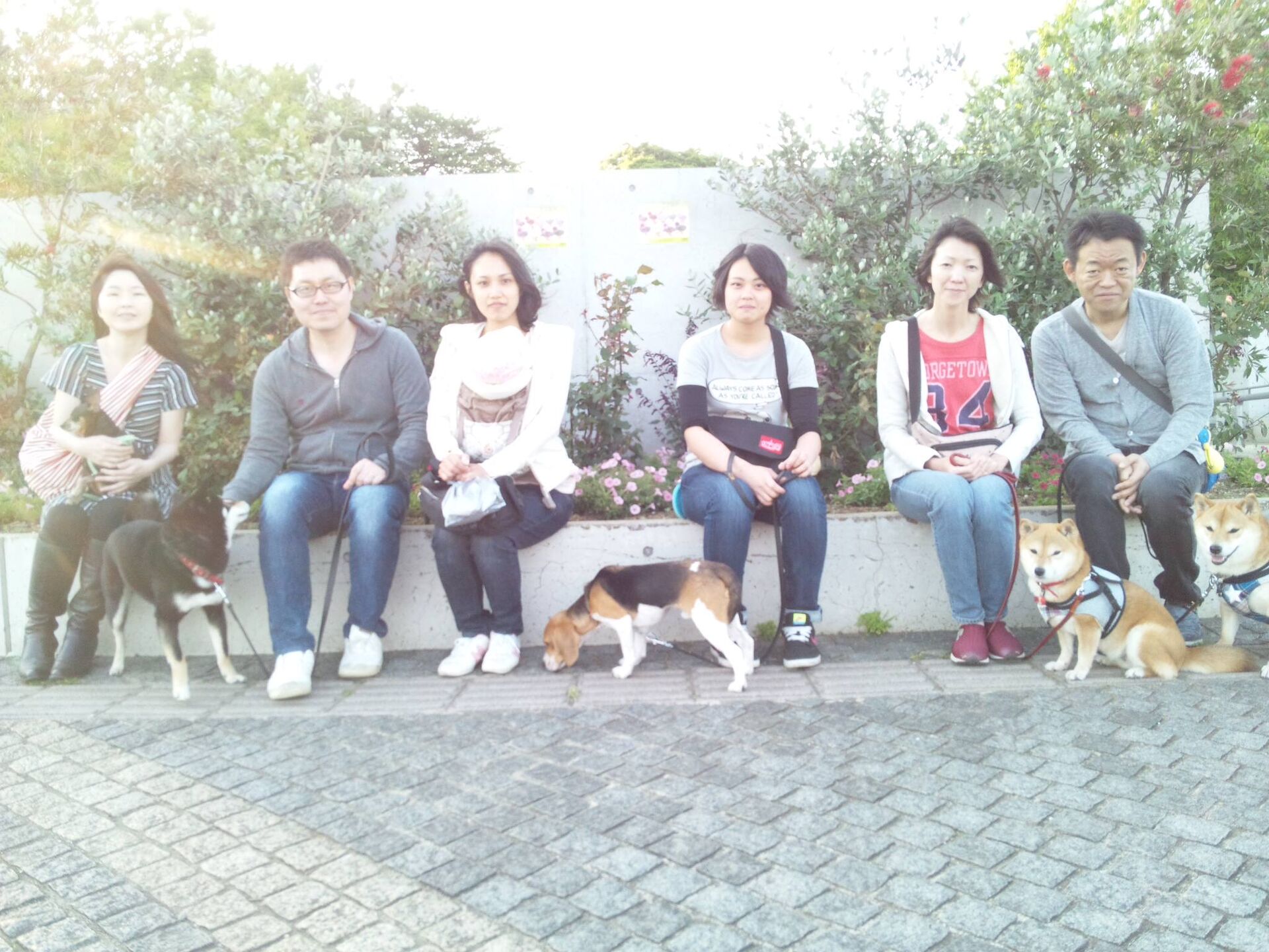 横浜市の犬のしつけレッスン/お散歩レッスン中！