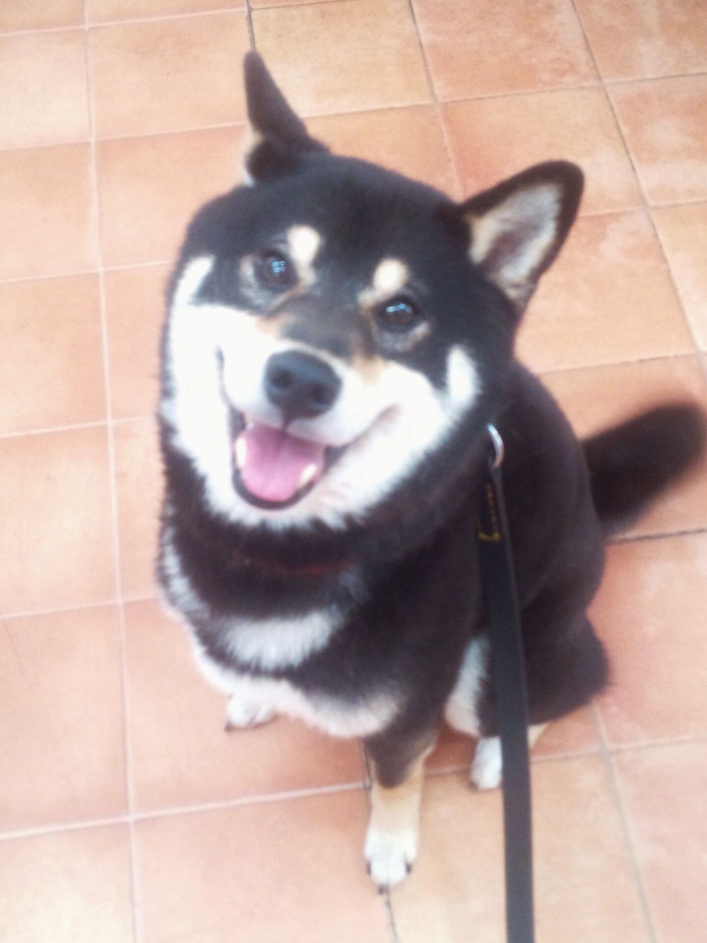 横浜市の犬のしつけレッスン/西区 クロくん 3才 柴
